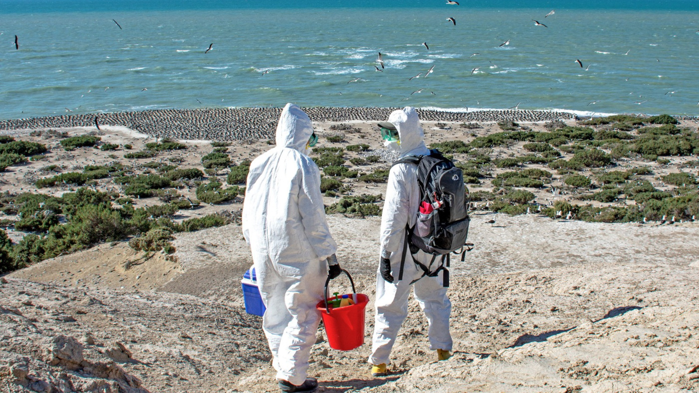 It's like 'dead birds flying': How bird flu is spreading in the wild ...