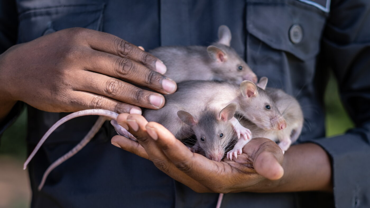 Dear rat, did you ever know that you're my hero? : Goats and Soda : NPR