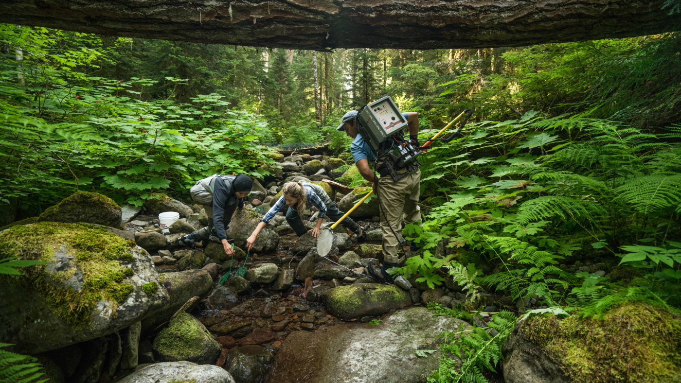 Forests Life Project A conservation photographer captures the rarely seen relationships ...