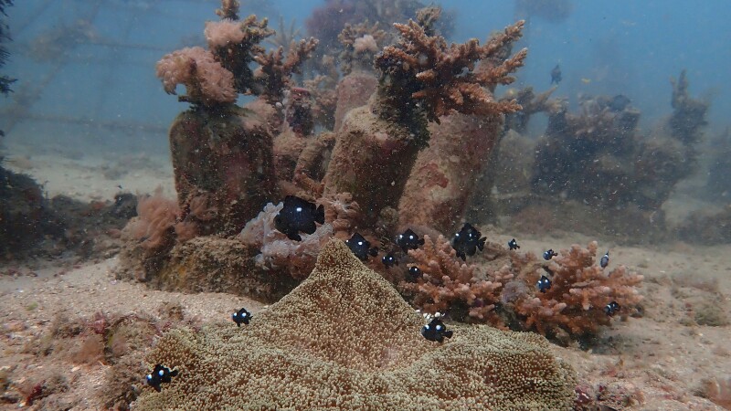 FILE - Fish swim near coral on the ocean bed near Shimoni, Kenya, June 13, 2022.