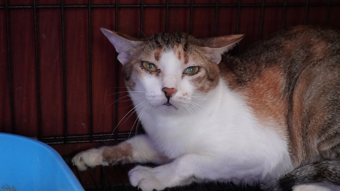 Vietnamese police arrest 12 suspected of prowling city streets at night, snatching cats for meat