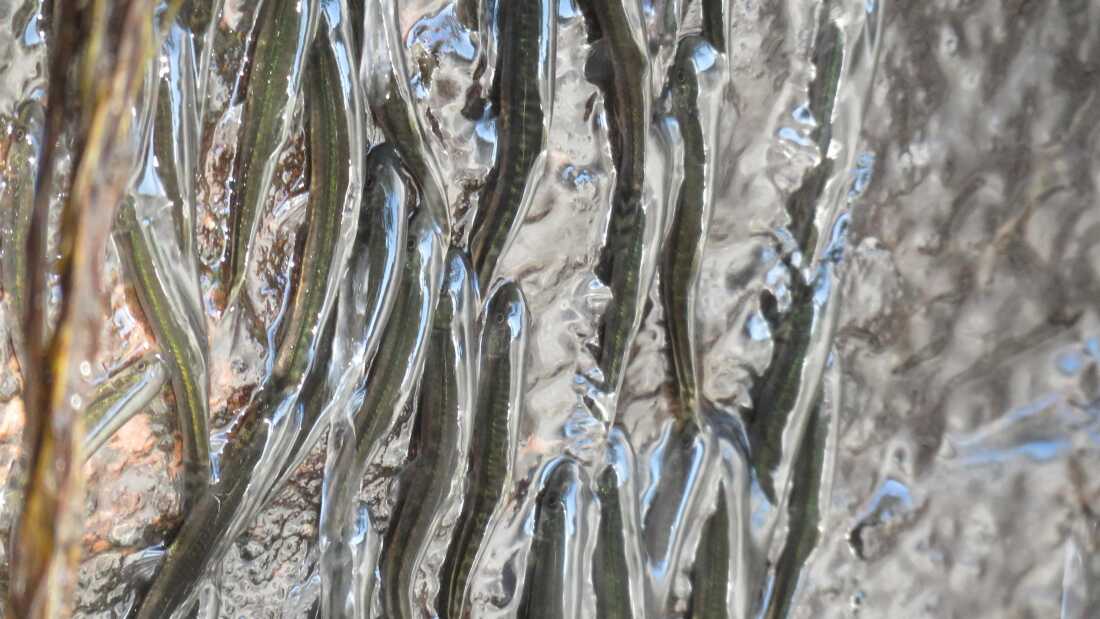 Kabuklu balıklar yüzmenin yanı sıra tırmanmayı da mümkün kılan belirli anatomik özelliklere sahiptir.