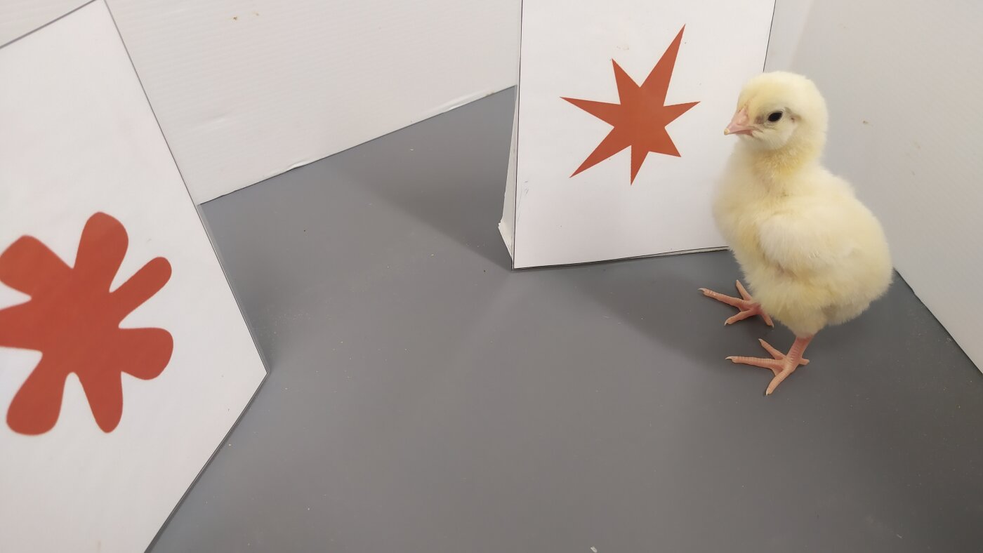 Baby chicks link certain sounds with shapes, just like humans do