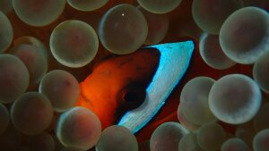 Tomato clownfish, like the one seen here nestled in a sea anemone, lose all but one of their white stripes (the head bar) as they grow up.