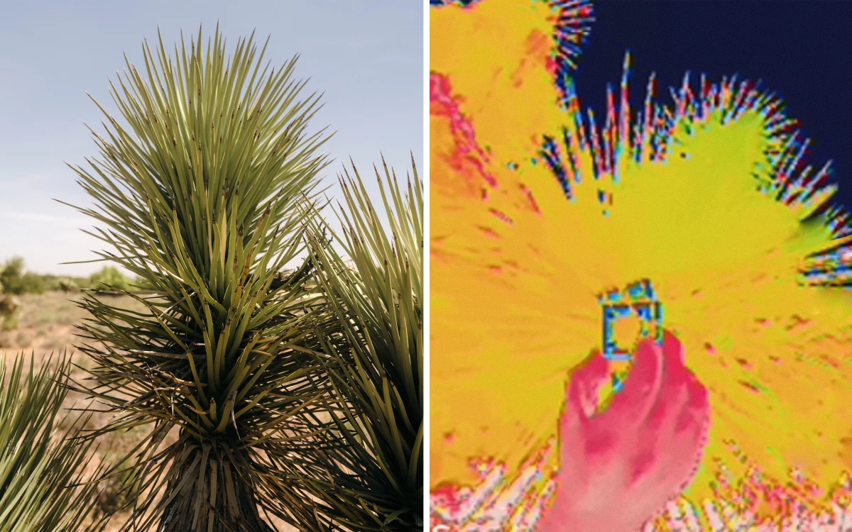 Left: A close up view of a Joshua tree. Right: A thermal infrared view of Kildall holding his device in front of a Joshua tree.