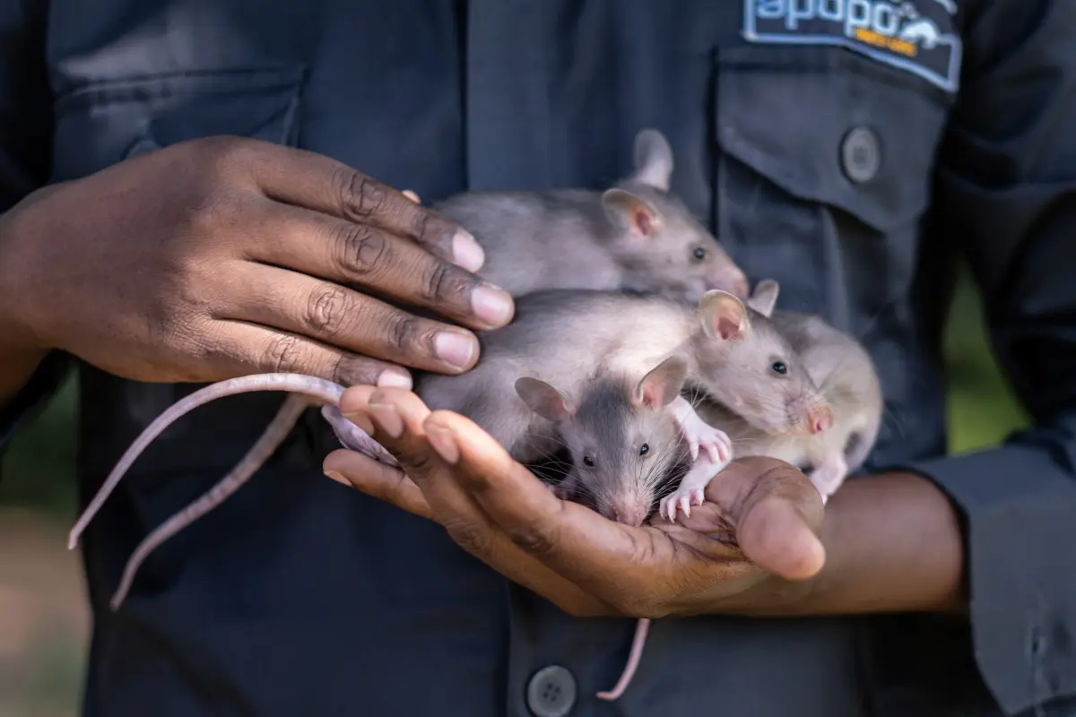 Dear rat, did you ever know that you're my hero? | NPR & Houston Public ...