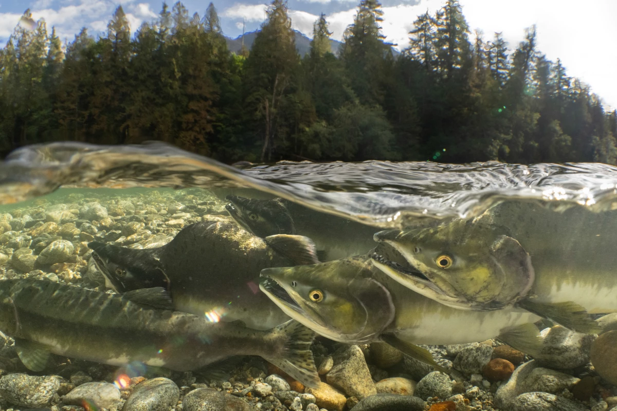 A group of pink salmon return home to the waters where they were born, bringing with them a pulse of nutrients that helps drive stream and forest ecosystems. From old-growth trees to aquatic insects, hundreds of species rely on the large amount of marine-derived nutrients that salmon provide. As salmon numbers have declined throughout the Pacific Northwest, this important ecological resource has been lost from many forest and river environments in the region. It's now estimated that only 3-7% of the nutrients salmon deliver make it back into freshwater environments.