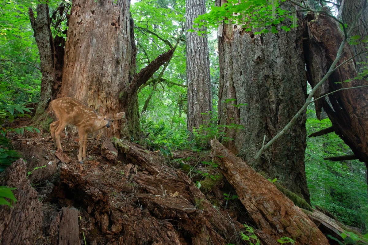 A young black-tailed deer blends in among a pair of decomposing Douglas fir snags in Oregon’s Coast Range. Providing critical habitat for over one hundred species, snags help create locations for nesting, shelter and foraging, and are an incredibly important component to healthy old-growth ecosystems.