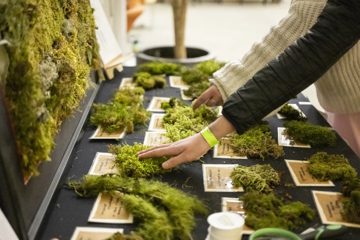 Mosses on display at the Lewis & Clark library's 'moss petting zoo' in 2023.