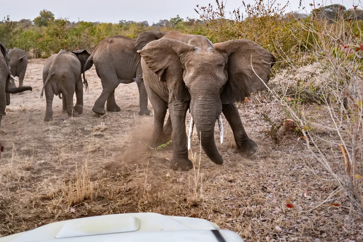 An elephant eyes the Elephant Response Team's vehicle as the team attempt to drive the animal away from the town of Livingstone in Zambia and back toward Mosi-oa-Tunya National Park.