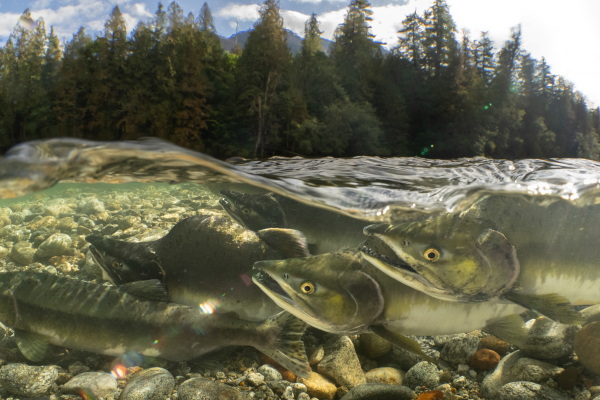 A group of pink salmon return home to the waters where they were born, bringing with them a pulse of nutrients that helps drive stream and forest ecosystems. From old-growth trees to aquatic insects, hundreds of species rely on the large amount of marine-derived nutrients that salmon provide. As salmon numbers have declined throughout the Pacific Northwest, this important ecological resource has been lost from many forest and river environments in the region. Its now estimated that only 3-7% of the nutrients salmon deliver make it back into freshwater environments.
