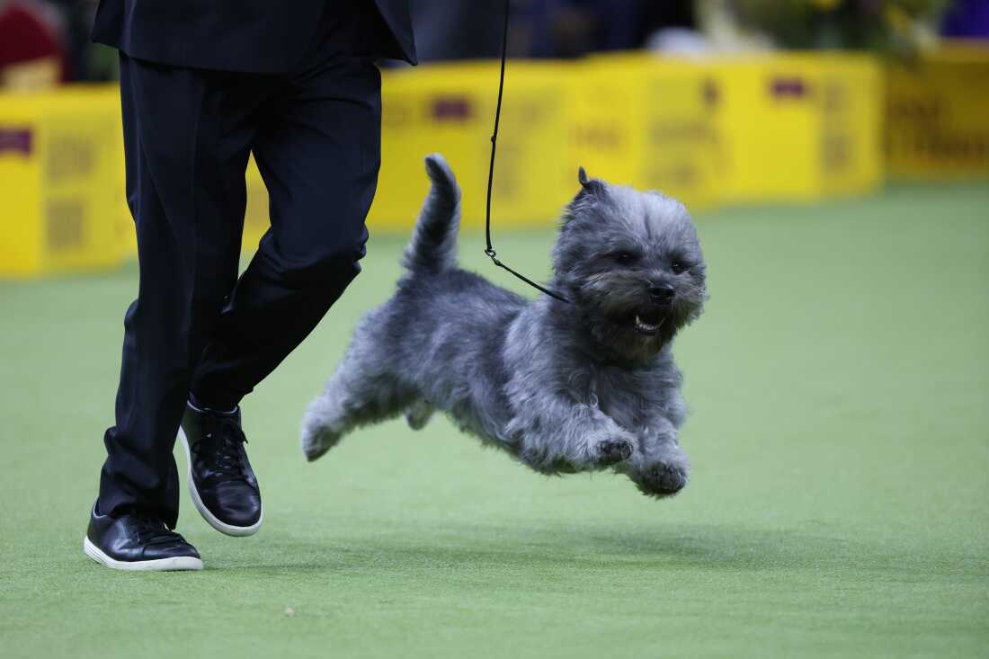犬は、第149回ウェストミンスターケンネルクラブドッグショーで競います。
