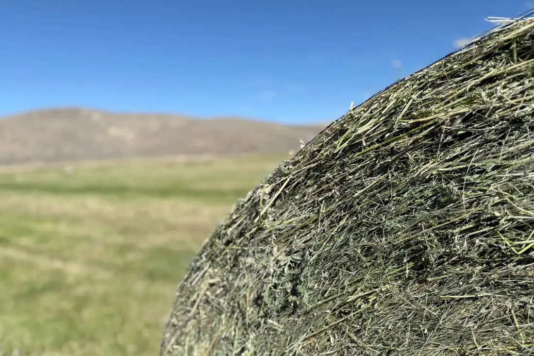 Hay.
