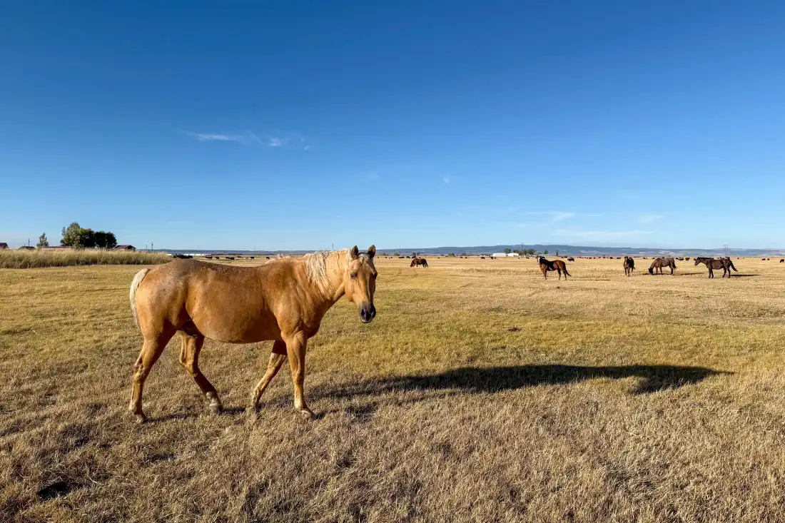Horses on a farm in Oregon.