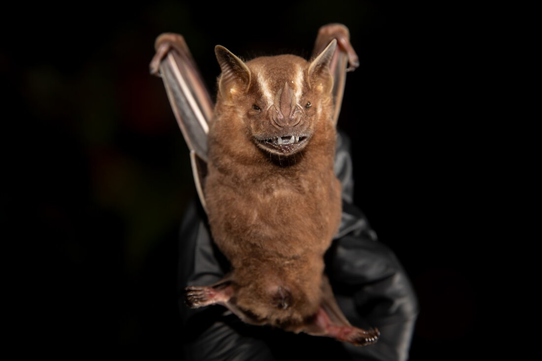 Some bats eat a ton of sugar and have no health woes. Are there