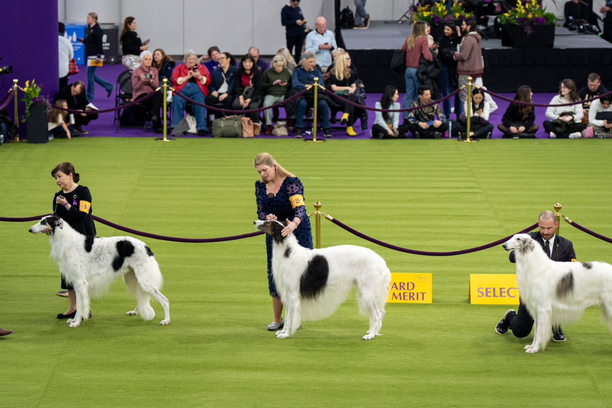 Handlers stand with their borzois in the demo ring.