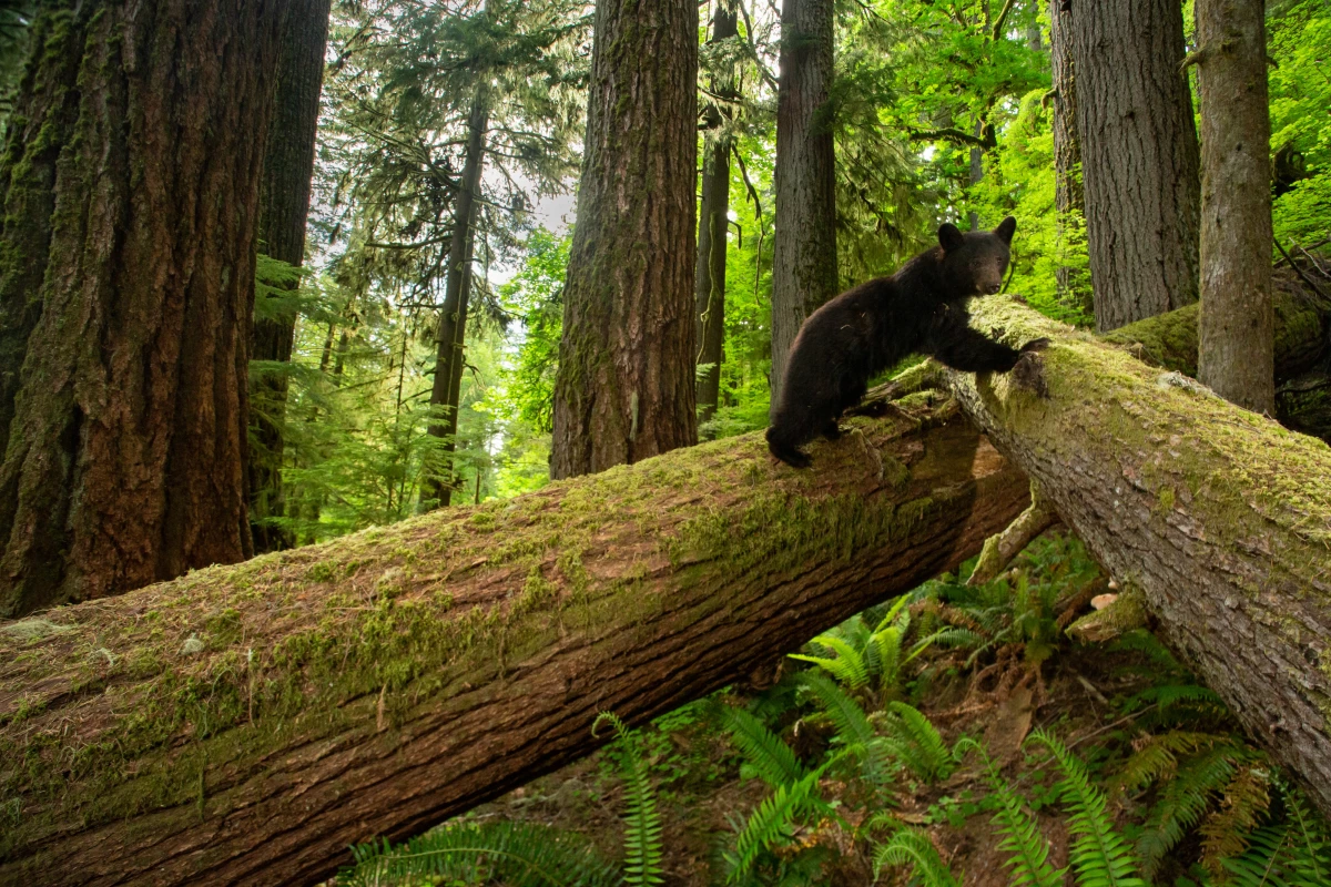Climbing through an understory of fallen Douglas firs, a young black bear explores an old-growth forest in Oregon’s Coast Range. Researchers are finding that fallen trees, also known as “dead wood,” play an important role in forest ecosystems and influence everything from moisture and carbon storage to providing habitat for a number of species.