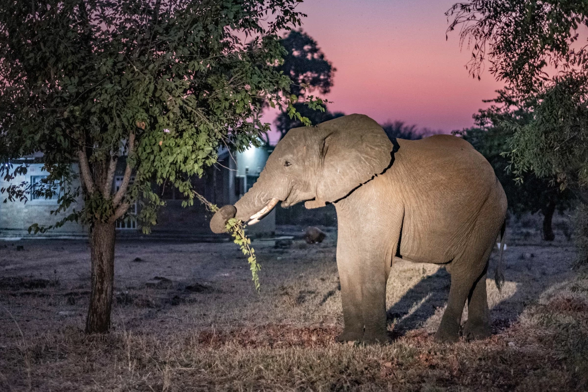 An elephant eats foliage in the yard of a home on the edge of Livingstone, Zambia.