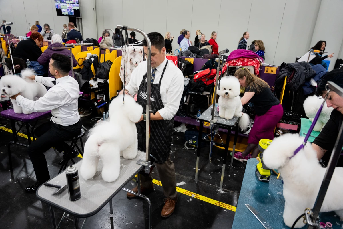 Bichon Frises are groomed at the 150th Westminster Kennel Club Dog Show on Monday.