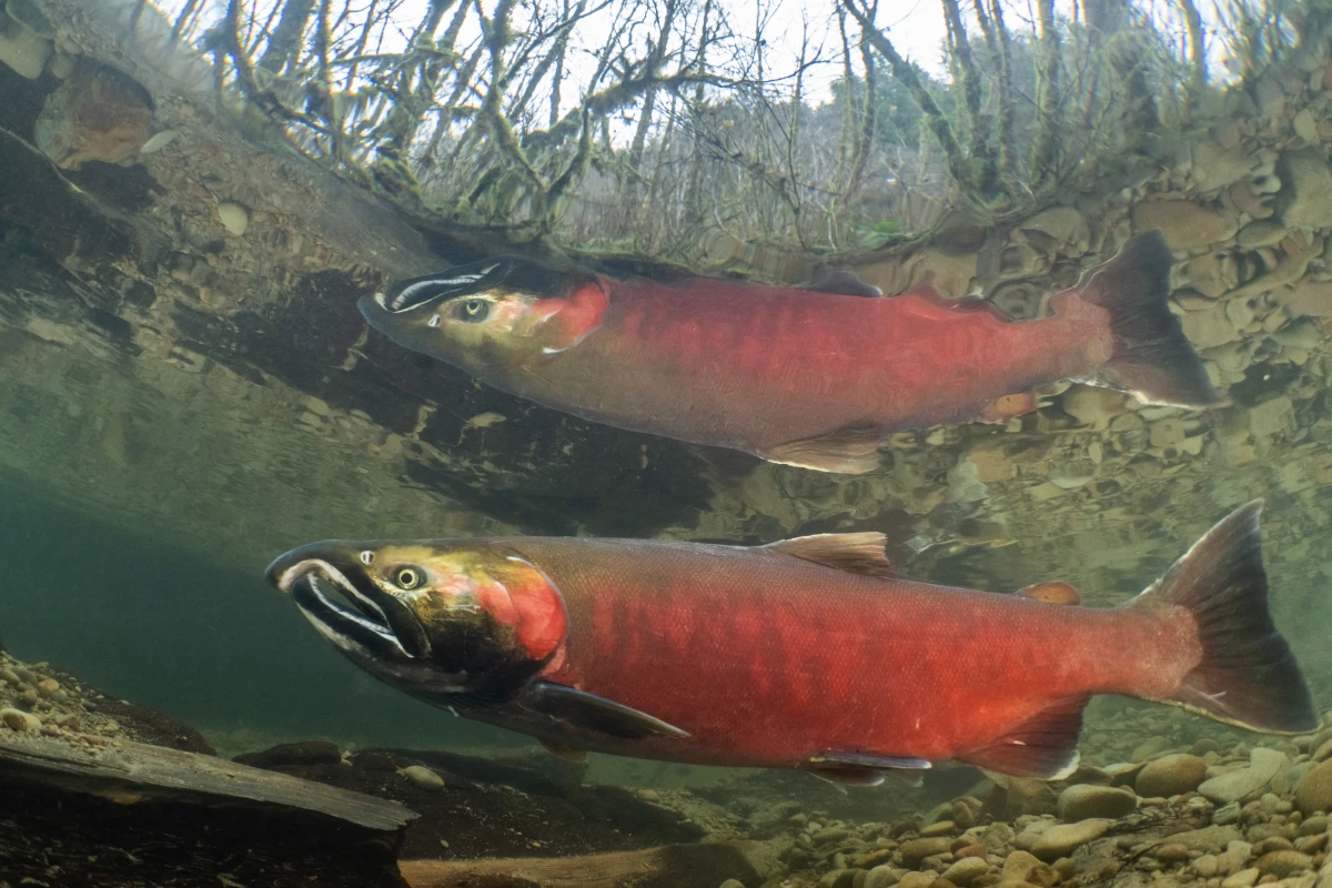A male coho salmon migrates to its spawning waters in a small creek in Oregon’s Coast Range. Over a century of commercial logging has removed most of the old-growth trees from the region, resulting in riparian forests that are made up of much smaller trees. This lack of larger trees has had a major impact on forest and river ecosystems in the Northwest and remains as a major factor limiting in the conservation of federally protected fish, like coho salmon.