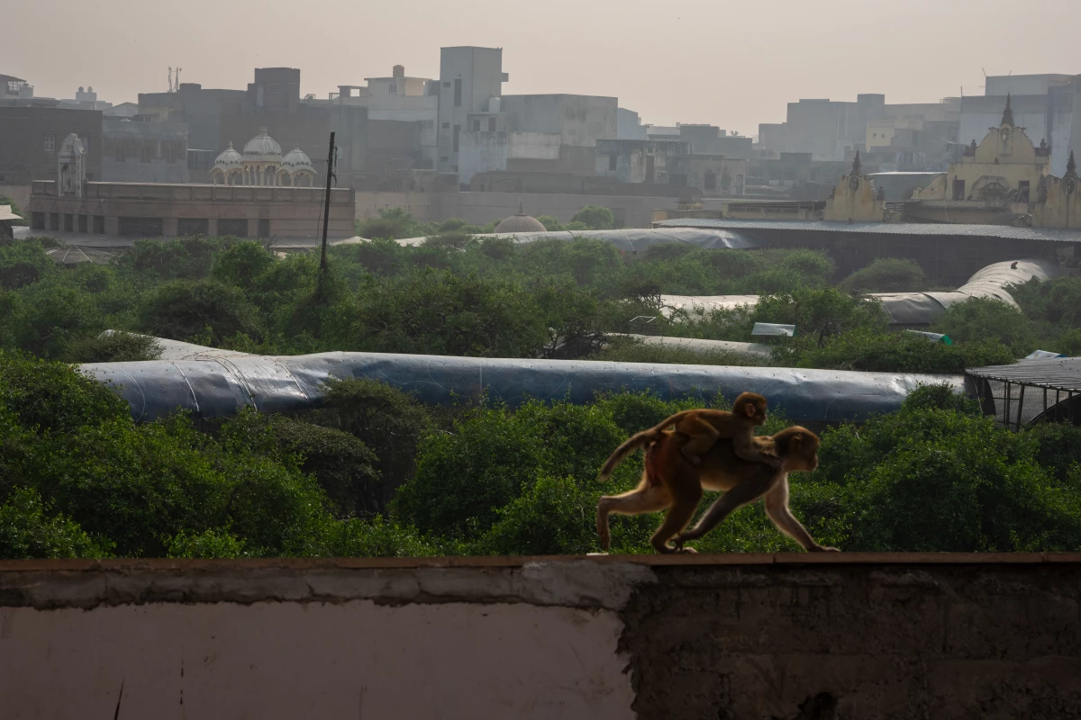 A mother monkey and her baby climb the walls surrounding a conserved patch of tress that represent the once thriving Tulsi forest that existed in Vrindavan before tourism and urban building shrunk it down. 'Animals are coming out of their habitat because we're entering theirs,' says conservationist Baiju Raj from the New Delhi-based nonprofit Wildlife SOS.