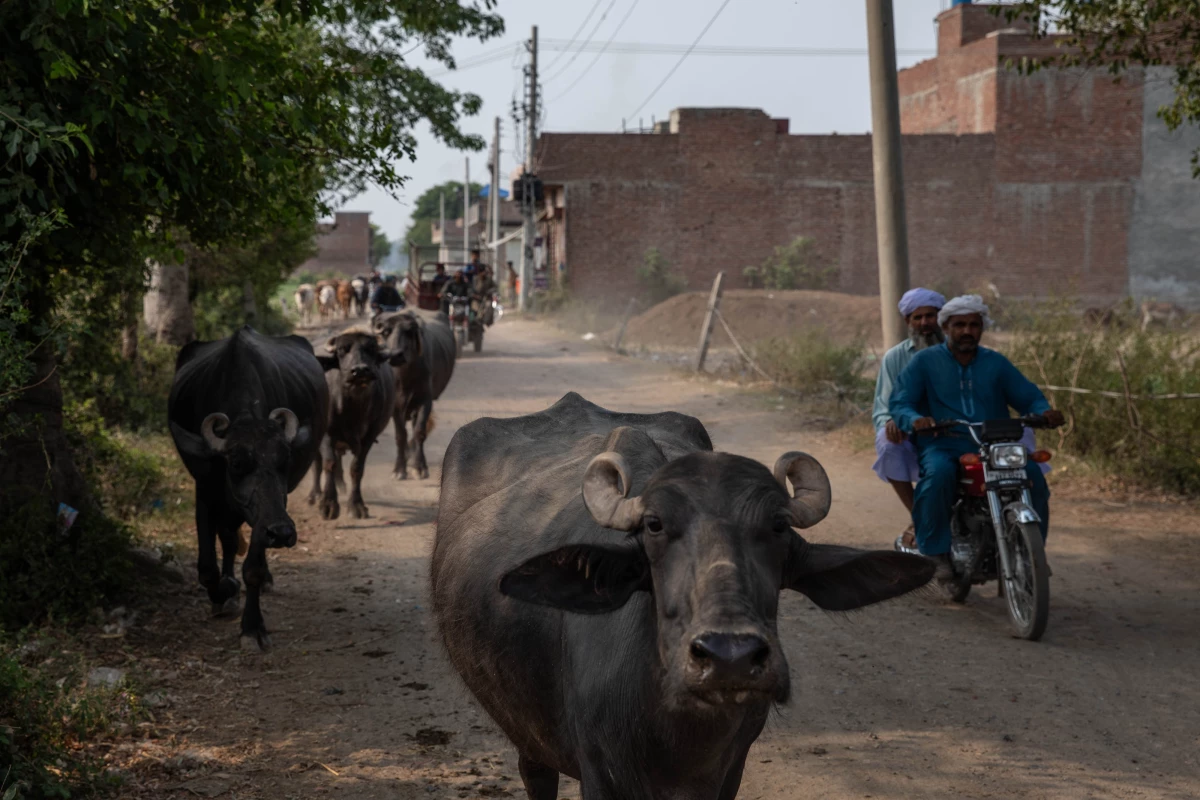 Livestock roams in an agricultural community near the Ravi River, June 6, in Lahore, Pakistan.