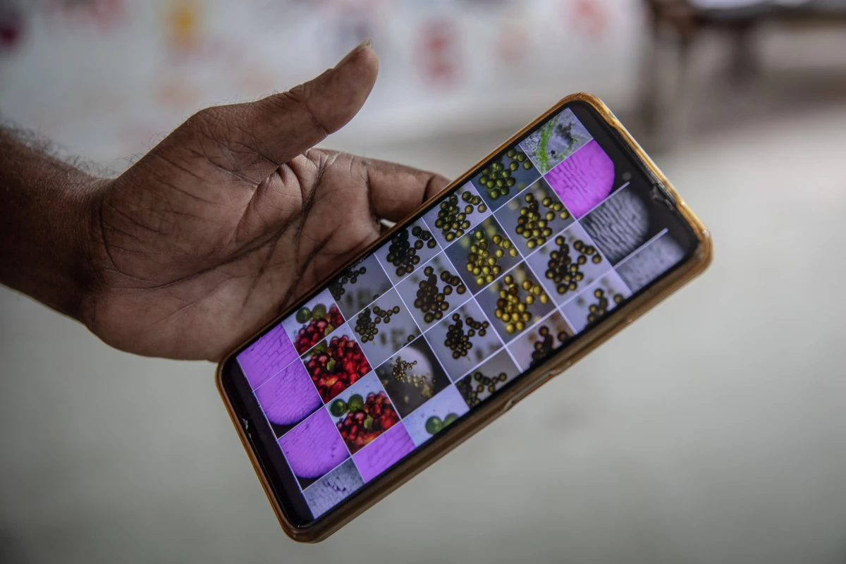 Photographs of specimens that Eden School students have examined under the Foldscope.