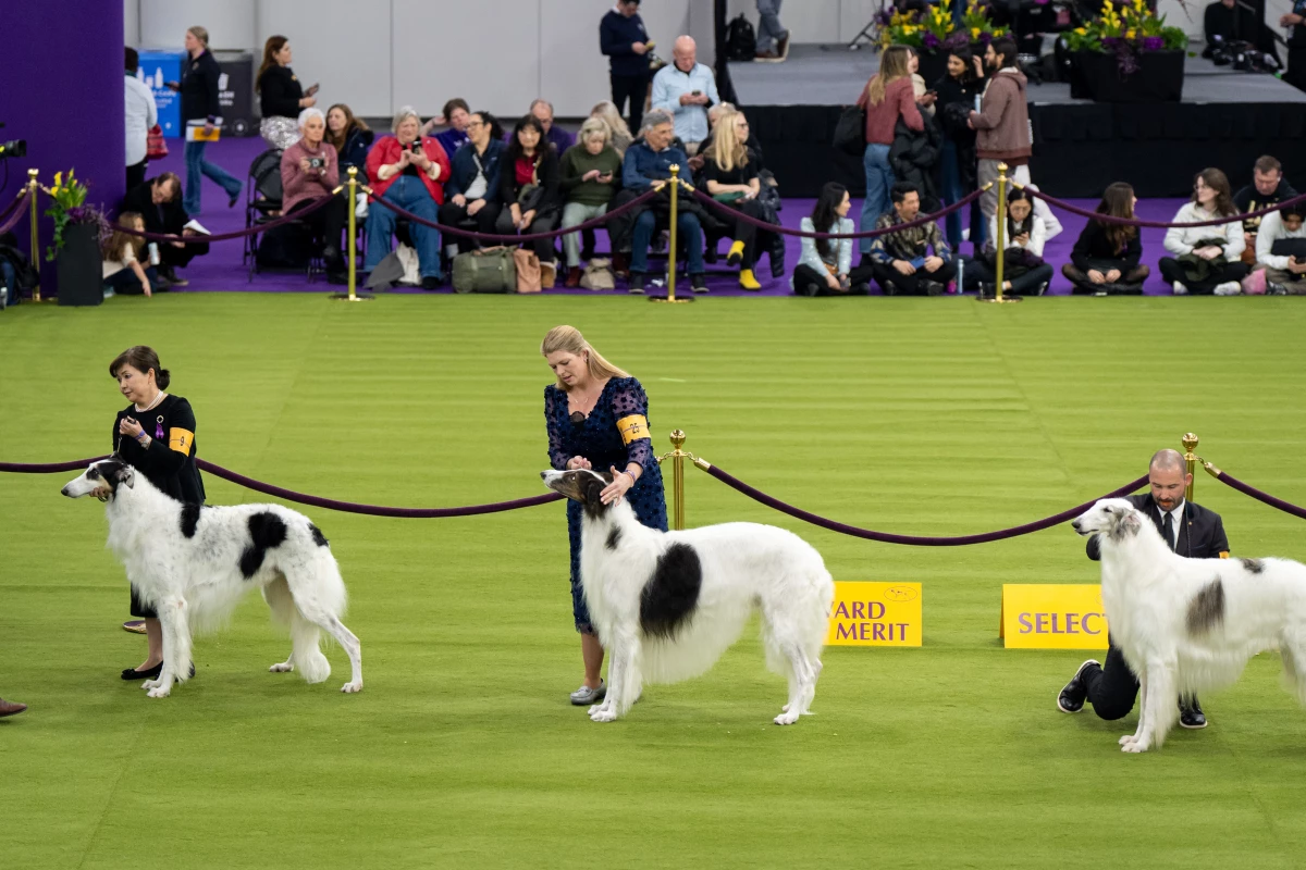Handlers stand with their borzois in the demo ring.