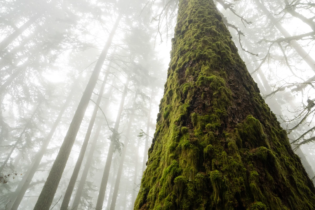 A giant Douglas Fir disappears into the fog in Oregon’s Coast Range. The temperate rainforests of western Oregon have some of the highest potential to capture carbon of any forest type in the world, storing an average of 1,127 metric tons per hectare.