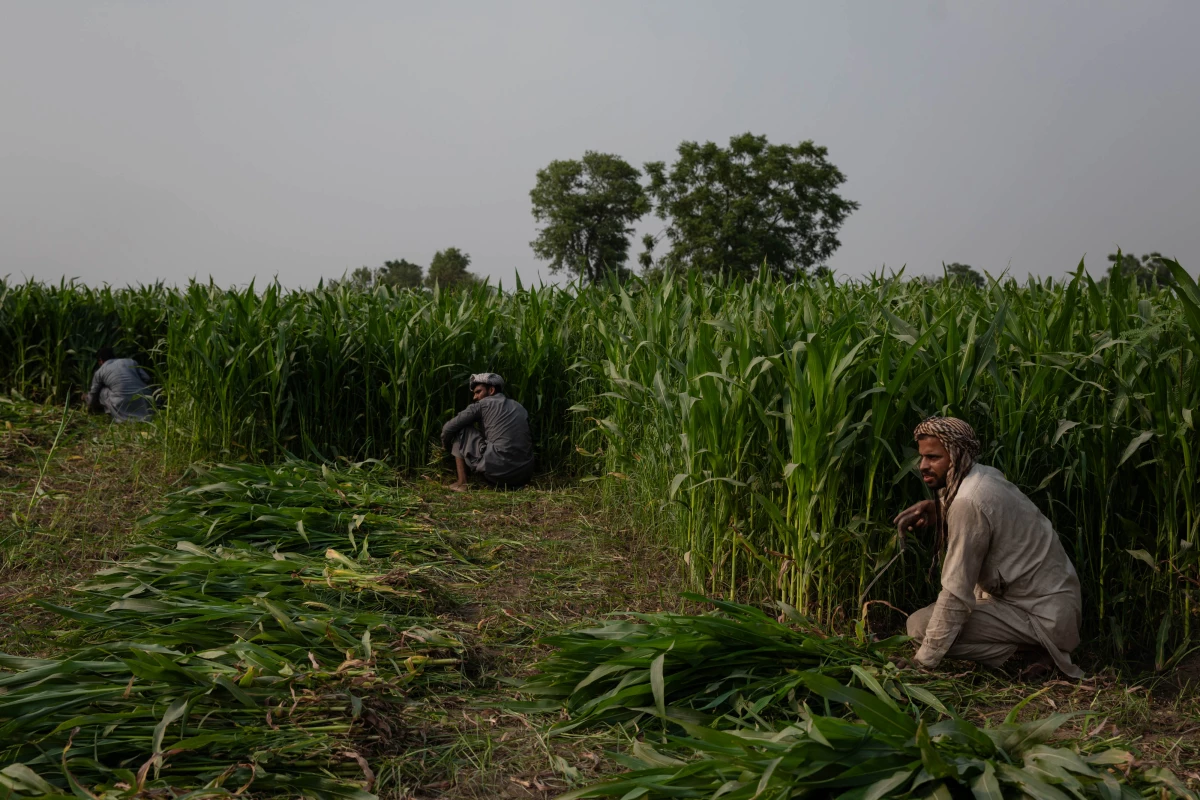 Men harvest corn near the Ravi River in Lahore, Pakistan.