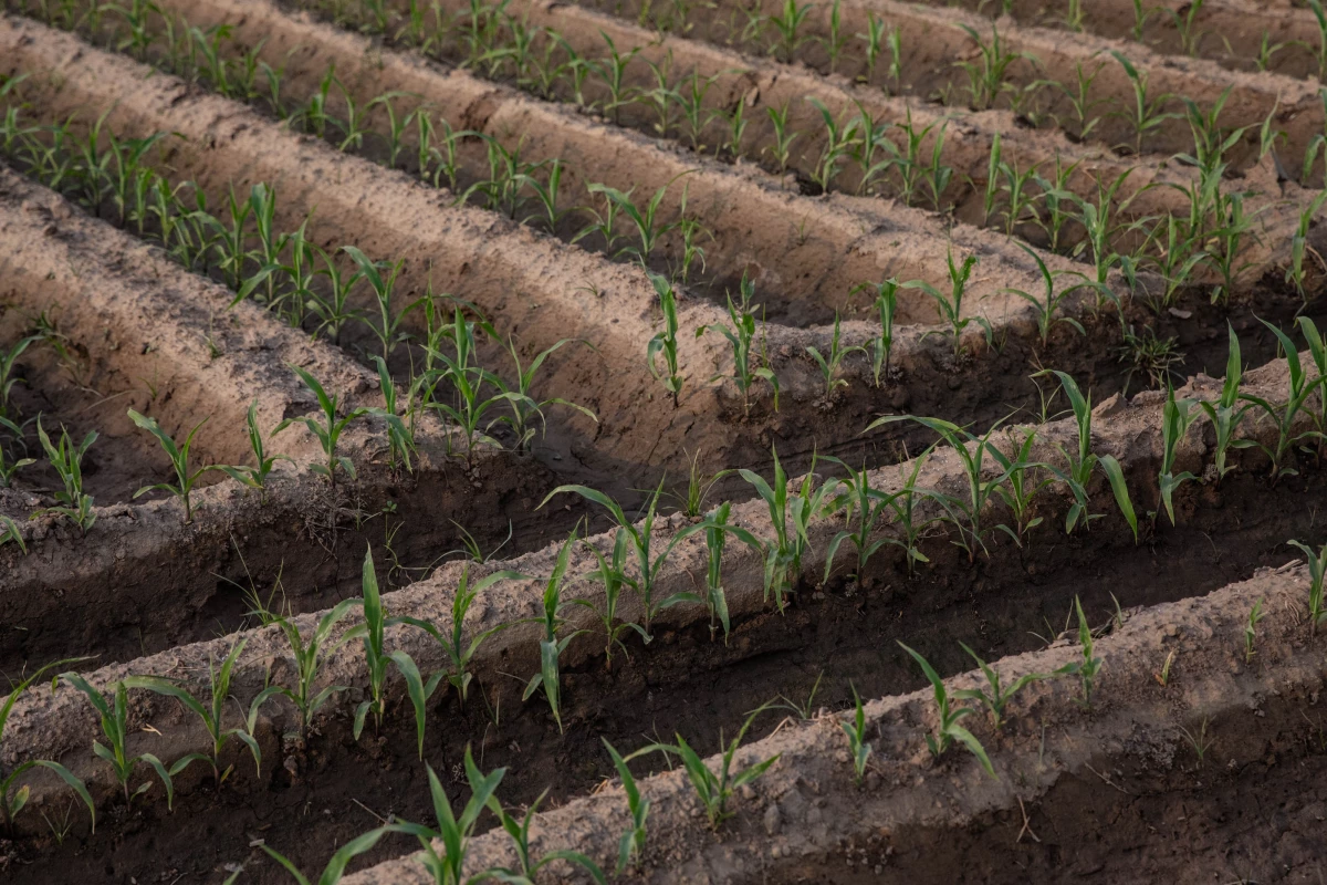 Crops grow near the Ravi River, June 6, Lahore, Pakistan.