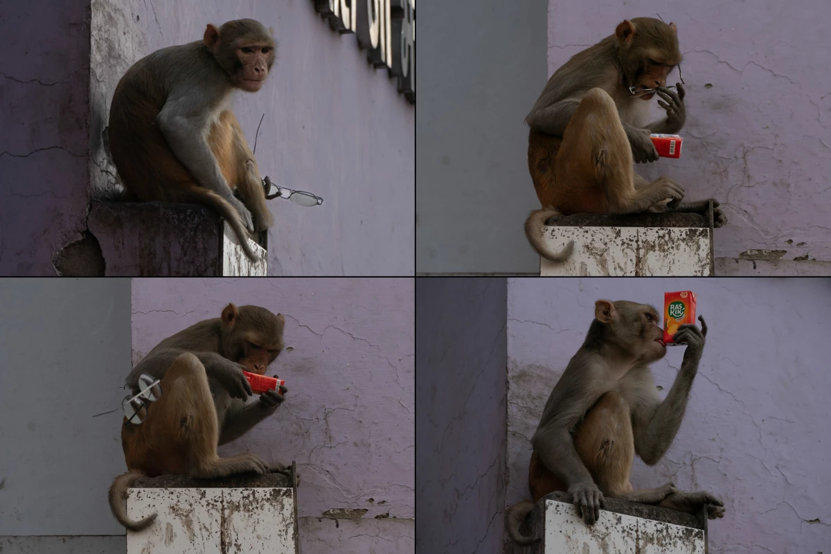 This monkey stole a pair of glasses (top left), tried them on — and returned them for a reward of mango juice. Spectacle-stealing, juice-loving monkeys are an issue in in Vrindavan, India.