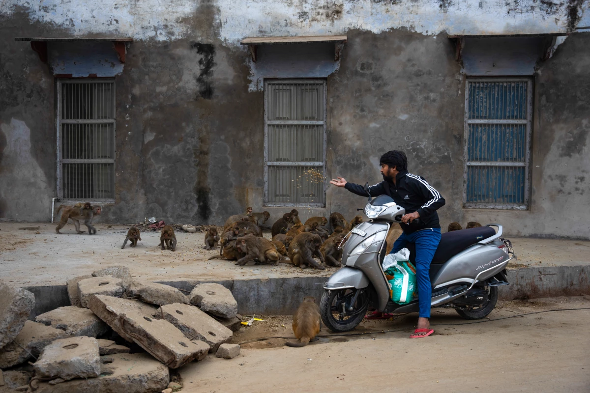 Govind Sharma is a volunteer with an animal welfare organization that feeds the many monkeys who congregate in Vrindavan.