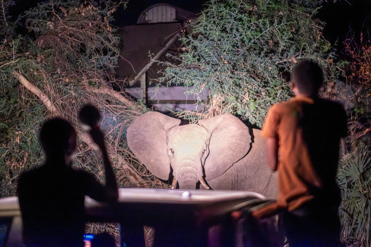 Members of the Elephant Response Team observe a group of elephants feeding by a roadside in front of a military base in the town of Livingstone, Zambia, where human-wildlife conflict has been on the rise.