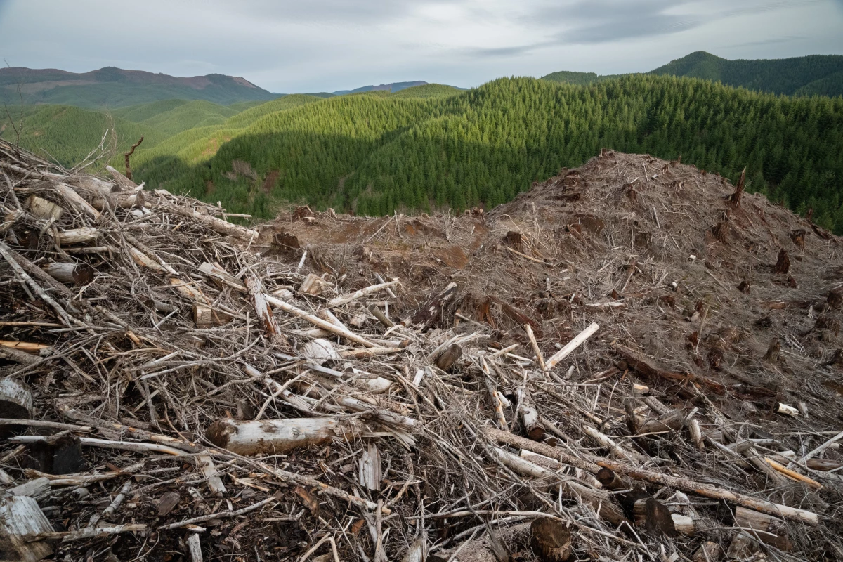 A clear-cut forest in Oregon’s Coast Range Forest. Recent research and analysis has shown that industrial logging practices impact both water quality and quantity. In Oregon’s Coast Range, stream flow was found to decrease by 50% on tree plantations that were cut on 40- to 50-year rotations.