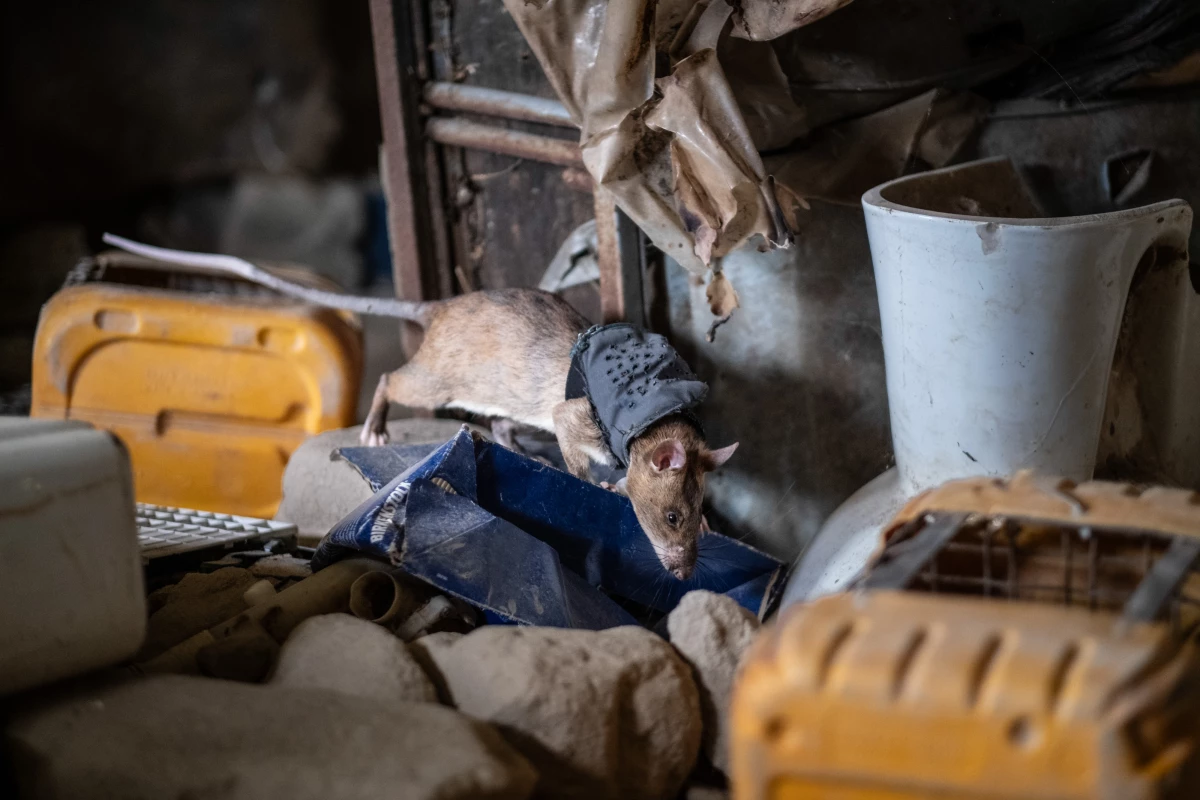 Daniel, an African giant pouched rat, searches through debris in a simulated disaster zone during a search and rescue training exercise at an Apopo training facility in Morogoro, Tanzania. The rats use their acute sense of smell to locate victims trapped under rubble.