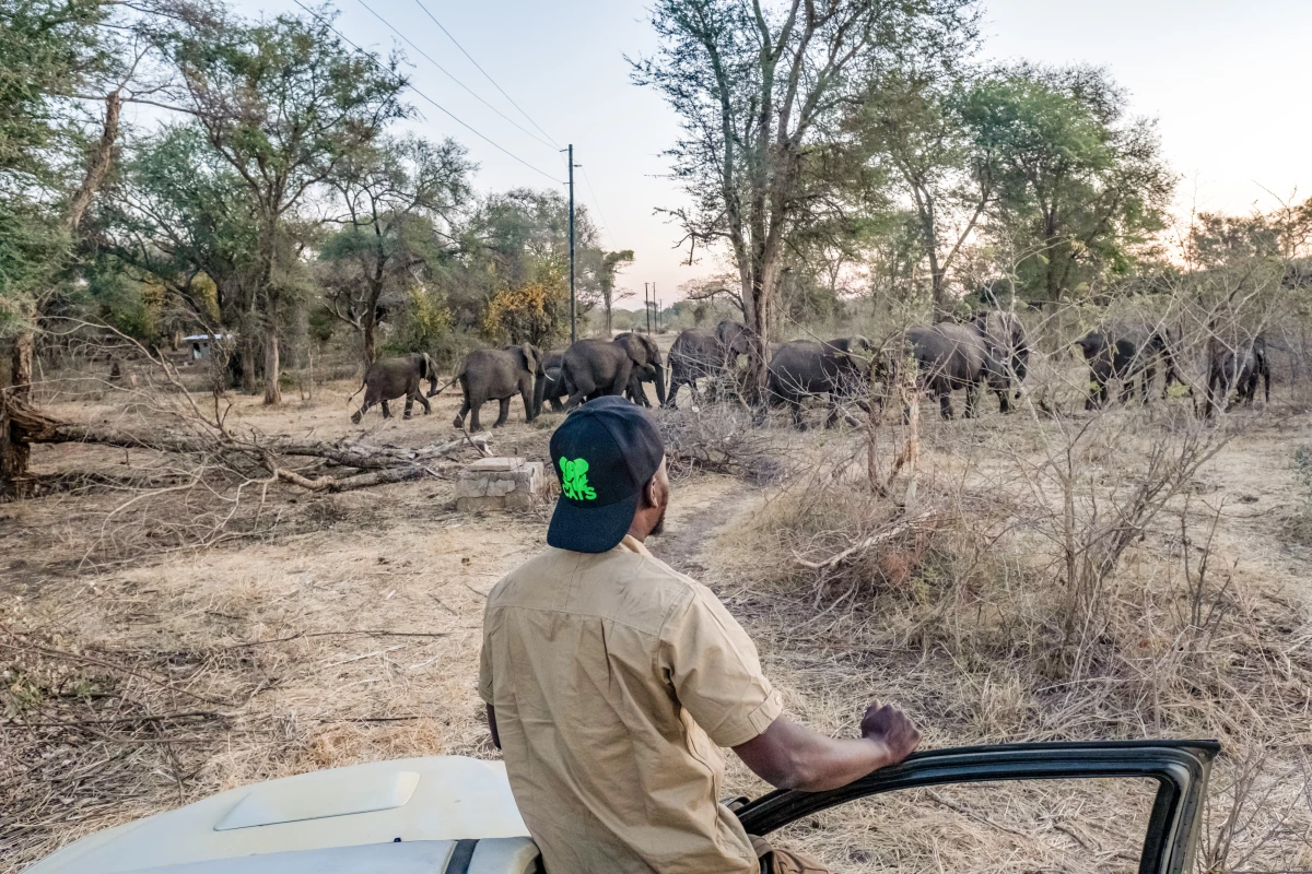 Chamunolwa Jimayi, 29, of the Elephant Response Team, watches a herd retreat into the bush after being driven out of the Linda neighborhood of Livingstone, Zambia.