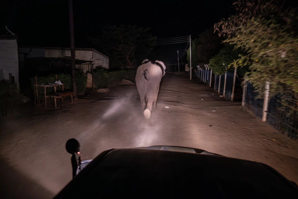 The Elephant Response Team herds an elephant along a suburban street back toward Mosi-oa-Tunya National Park in Livingstone, Zambia.
