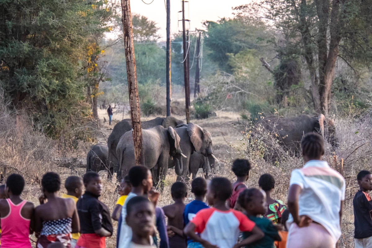 Residents of the Linda suburb of Livingstone, Zambia, watch as a herd of elephants passes. Several people have been killed by elephants in Linda this year, as a severe drought has forced more of them to enter the neighborhood in search of food.