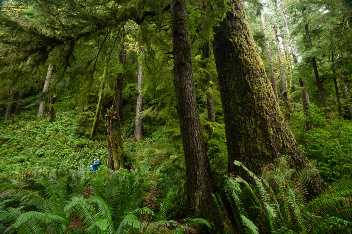 A hiker photographs a large western hemlock in an old-growth forest in Oregon’s Coast Range. Coastal forests in the region have some of the highest carbon-storing potential of any forest type in the world.