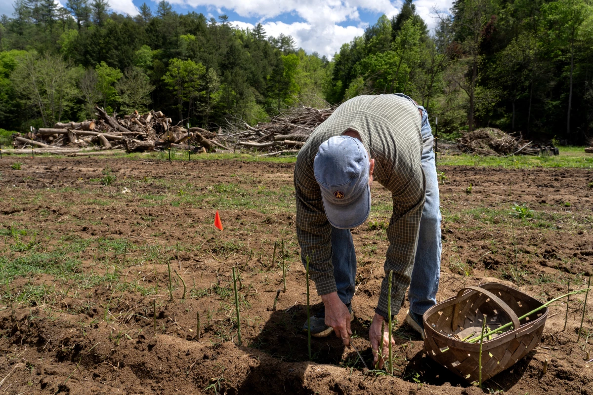 Barry Cooper cuts fresh asparagus in front of piles of downed trees and debris cleaned up from the fields and property making up his farm.