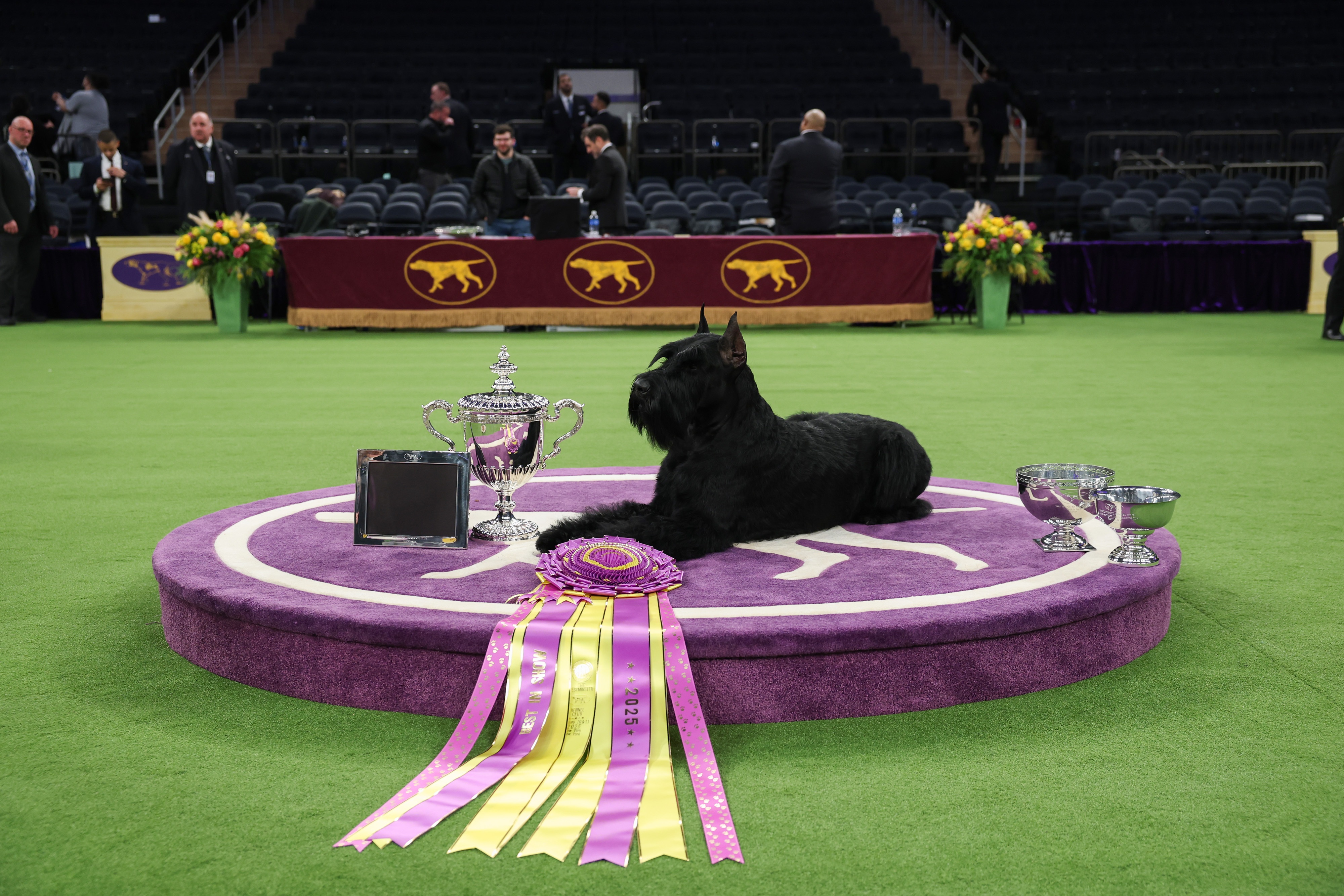 Monty the Giant schnauzer won Best in Show at the 149th Annual Westminster Kennel Club Dog Show at Madison Square Garden on Tuesday in New York City.