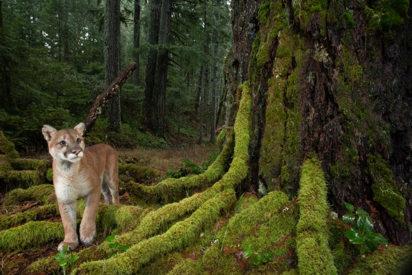 A photographer captures life in America’s last remaining old-growth forests