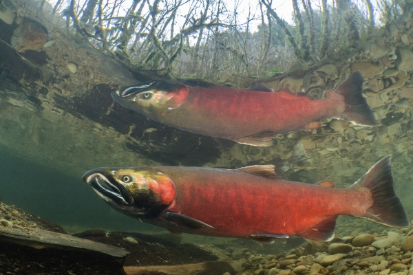 A male coho salmon migrates to its spawning waters in a small creek in Oregon’s Coast Range. Over a century of commercial logging has removed most of the old-growth trees from the region, resulting in riparian forests that are made up of much smaller trees. This lack larger trees has had a major impact on forest and river ecosystems in the Northwest, and remains as a major factor limiting in the conservation of federally protected fish, like coho salmon.
