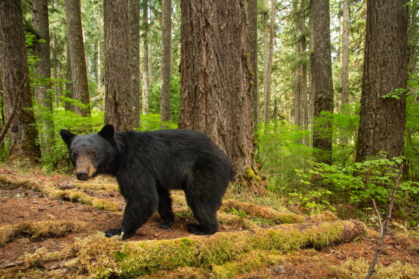 Navigating a maze of giant Douglas firs, a large black bear explores it’s home in one of the last old-growth stands left in Oregon’s Coast Range. These towering trees provide important habitat for bears, who use tree cavities as denning sites for their young and for hibernation.