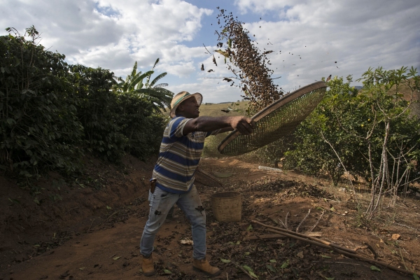 In this photo, coffee producer Jose Natal da Silva is holding a large round sifter and is using it to toss coffee beans into the air to sift them. Behind him is his farm in Porciúncula, in Brazil's Rio de Janeiro state.