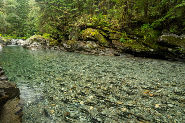 In the Pacific Northwest it’s becoming increasingly difficult to experience large salmon runs that are similar to what was seen historically. With the forests of the Pacific Northwest having some of the highest carbon storage potential of any forest type in the world, and the ability for certain tree species to grow up to three times faster with salmon nutrients. It is believed that salmon restoration could be an important tool to help increase a forest’s ability to sequester carbon in the region.