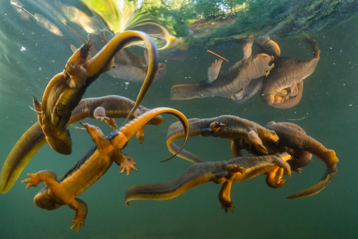A group of rough-skinned newts interact with a breeding pair of newts in a small pond in Oregon’s Coast Range Mountains.