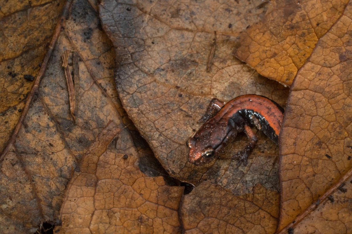 A western red-backed salamander navigates the understory leaf litter in a mature forest in Oregon’s Coast Range. Researchers in the Northwest have found that woodland salamanders actually play an important role in carbon storage by feeding on invertebrates that release carbon.