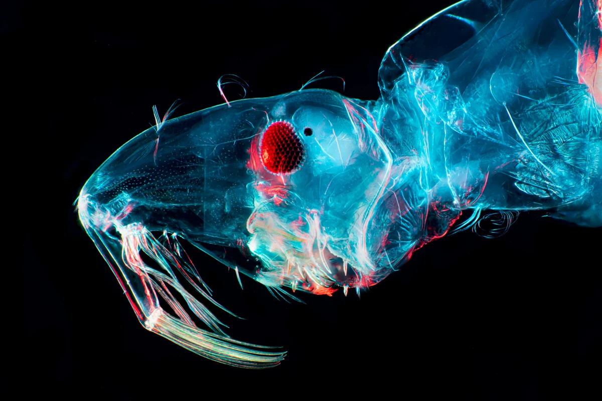 A magnification of the head of a midge larva. Midges — biting flies — and mosquitoes are spreading the Oropouche virus in Latin America, which is reporting higher numbers in 2024.